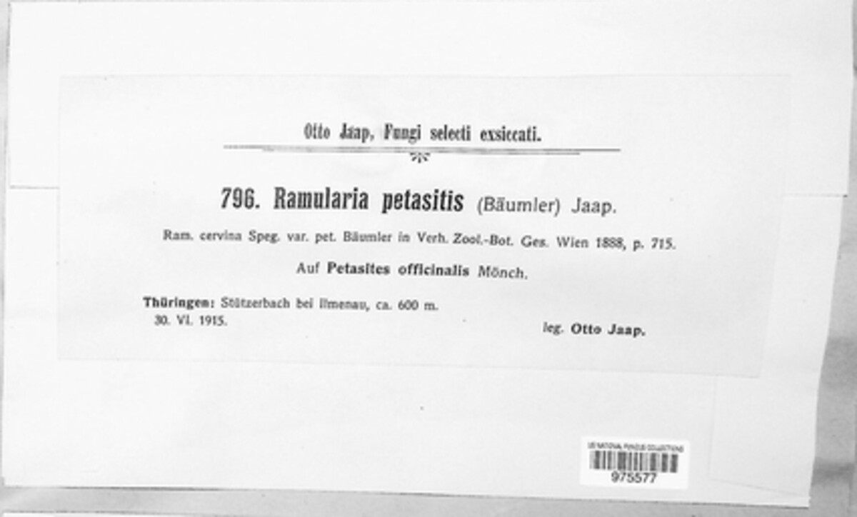 Ramularia petasitis image